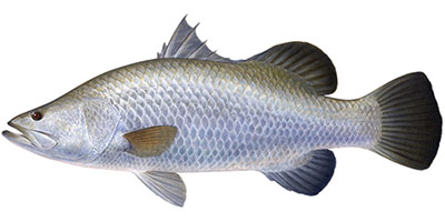 Barramundi