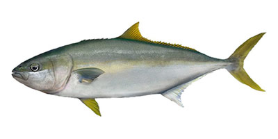 Kingfish