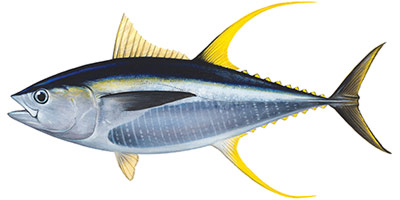 Yellowfin Tuna