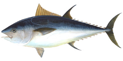 Blue Fin Tuna