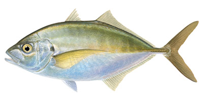 Trevally